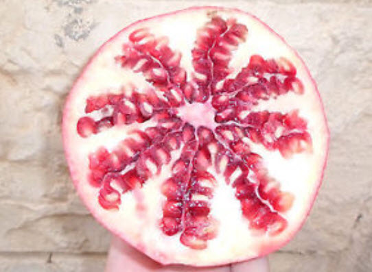 ทับทิมหวานลูกใหญ่ (Giant Sweet Pomegranate) / 10 เม็ด (Israel)
