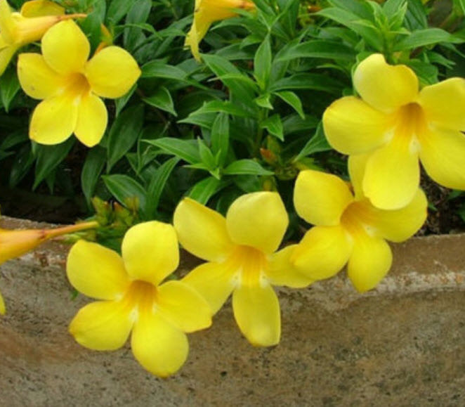 ต้นบานบุรีเหลือง กระถาง สูง 50 ซ.ม. ขึ้นไป / ต้น (P2S)