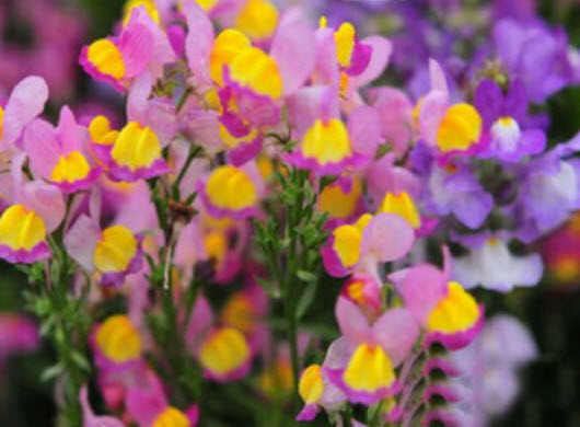 โทดแฟล็กซ์ (Toadflax / Baby Snapdragon) / 500 เม็ด (UK)