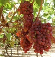 ต้นองุ่น เฟลม ชีดเลส (Flame Seedless) / ต้น
