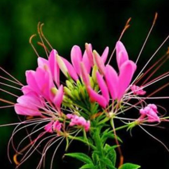 เสี้ยนฝรั่ง (Spider flower) คละ / 200 เม็ด (นอก)