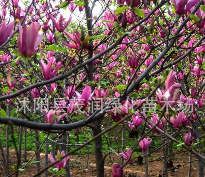 ต้น แมกโนเลีย Magnolia ดอกสีม่วง สูง 60-100 ซ.ม. ต้นไม้นำเข้า