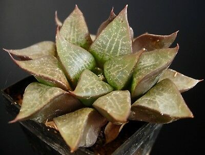 ฮาโวเทีย Haworthia emelyae / 100 เม็ด