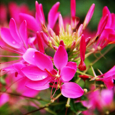 เสี้ยนฝรั่ง (Spider flower) คละ / ซอง 80 เม็ด (P2S)*