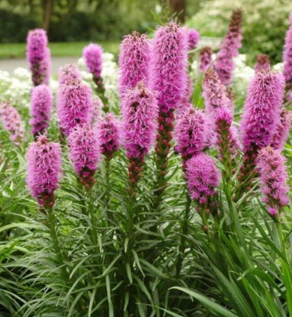 ไลอะทริส หรือลิอะทริส (Liatris Spicata / Gayfeather) สีม่วงอมชมพู / 500 เม็ด (UK)