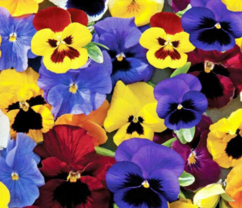 แพนซี สวิส ไจแอนท์ (Pansy - Swiss Giants) คละ / 300 เม็ด (UK)