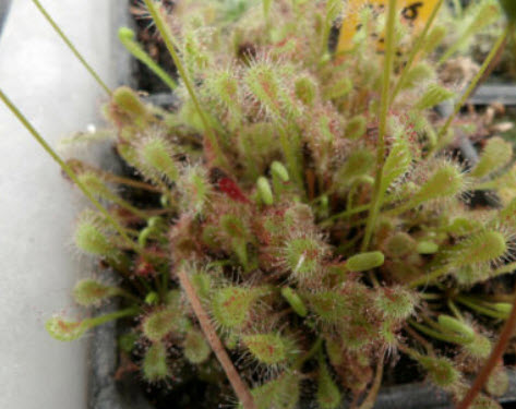 หยาดน้ำค้างอัฟริกัน (Drosera Nidiformis) / 5 เม็ด (Spain)