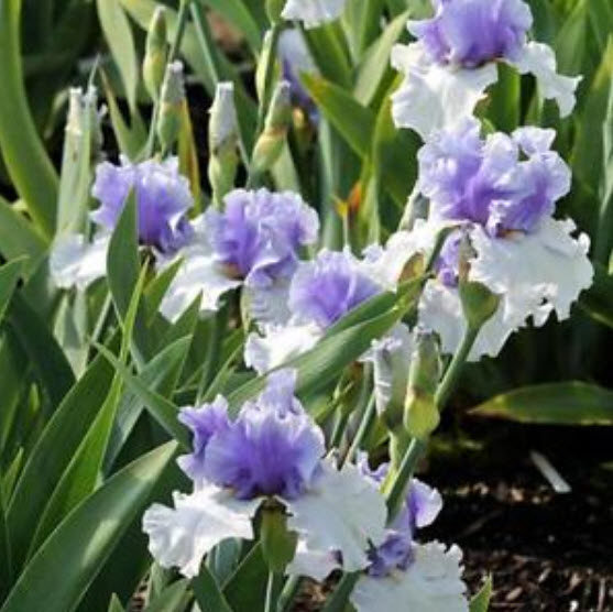 ไอริส (Iris) คละ / 100 เม็ด