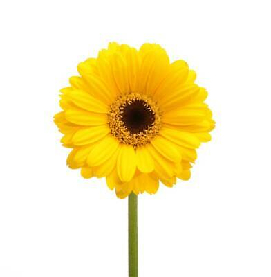 เยอบีร่า (Gerbera) สีเหลือง / 100 เม็ด