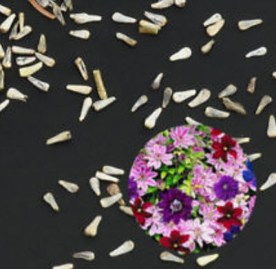 เคล็มแมททิส (Clematis) คละสี / 50 เม็ด