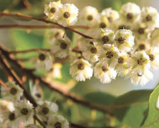 มะกอกซีลอน มะกอกศรีลังกา ซีลอนโอลีฟ (Ceylon Olive) / 5 เม็ด (Sri Lanka)*