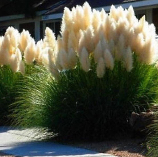 หญ้าภูเขา (pampas grass) สีเหลือง / 400 เม็ด (China)