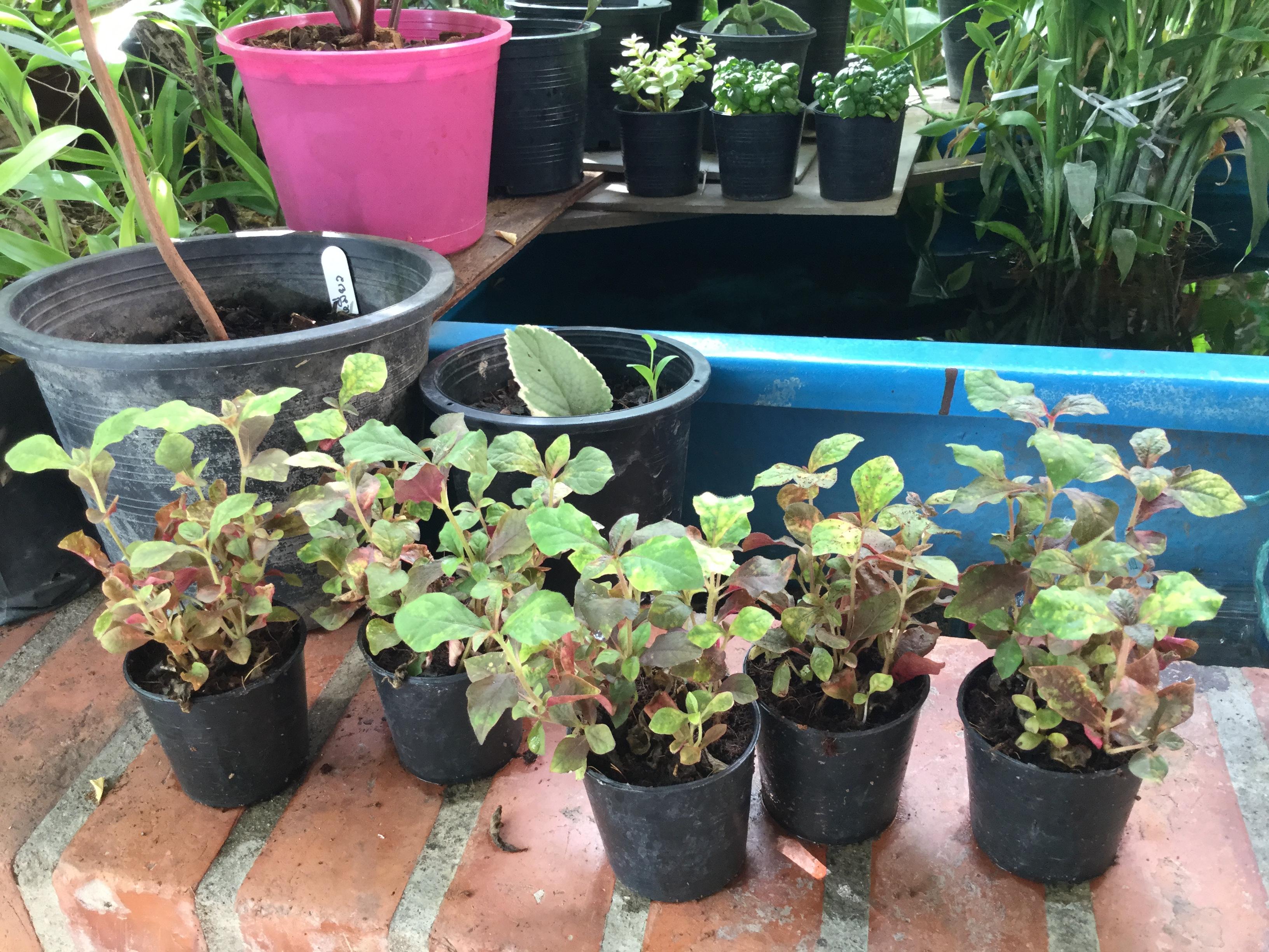 ต้นเกล็ดทับทิม (Calico plant) กระถาง เล็ก / ต้น