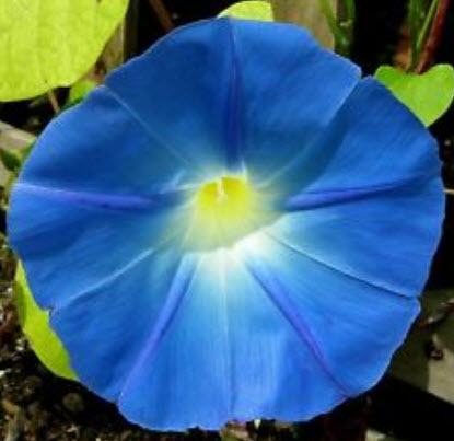 มอนิ่ง กลอรี่ (Morning glory - Heaven Blue) สีฟ้า / 120 เม็ด (UK)