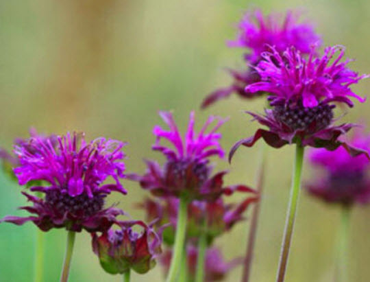 เลม่อน มิ้นท์ (Lemon Mint / Purplish Lilac) / 1,100 เม็ด (UK)