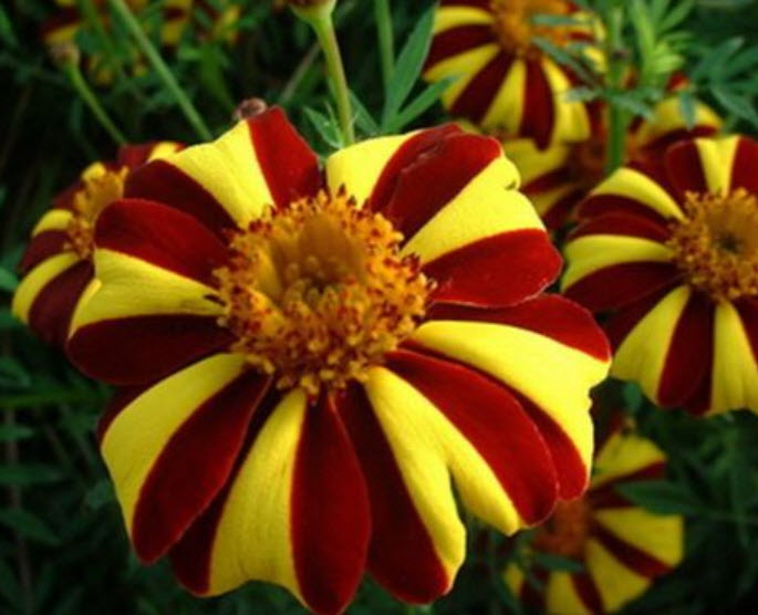ดาวเรือง สีเหลือง-แดง / 50 เม็ด (Ukraine)