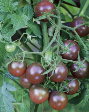 มะเขือเทศเชอรี่ดำ (Black Cherry Tomato) / 50 เม็ด (Croatia)*