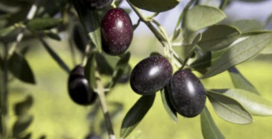 มะกอกโอลีฟ (European Olive Oil) / 5 เม็ด (Portugal)*