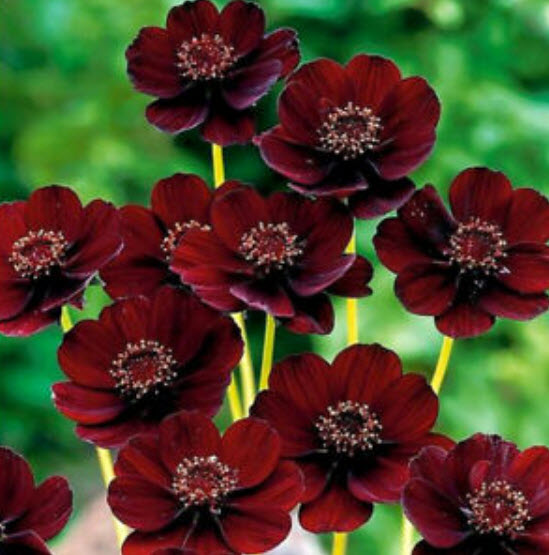 ดาวกระจาย ช็อคโกแลต (Chocolate Cosmos) / 100 เม็ด (China)