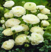 รานังคูลัส หรือบัทเตอร์คัพ (Ranunculus / Buttercup) สีขาว / 100 เม็ด