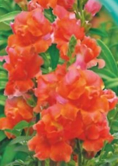 ดอกลิ้นมังกร (Snapdragon) ดอกใหญ่ สีส้ม ต้นสูง / 2,000 เม็ด (Ukraine)