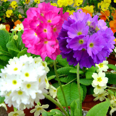 พริมโรส ดรัมสติ๊ค (Primrose Drumstick) คละ / 450 เม็ด (UK)