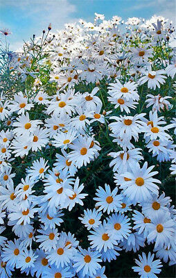อัฟริกัน บลูอายเดซี่ (African Blue Eyed Daisy) / 100 เม็ด (นอก)