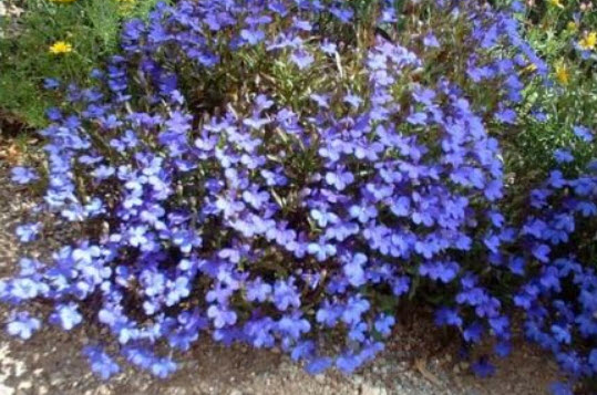 โลบีเลีย-เอ็มเพอเร่อร์ วิลเลี่ยม (Lobelia-Emperor William) สีน้ำเงิน / 7,000 เม็ด (UK)