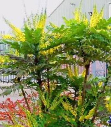 โอเรกอน เกรป (Oregon grape) / 30 เม็ด (UK)