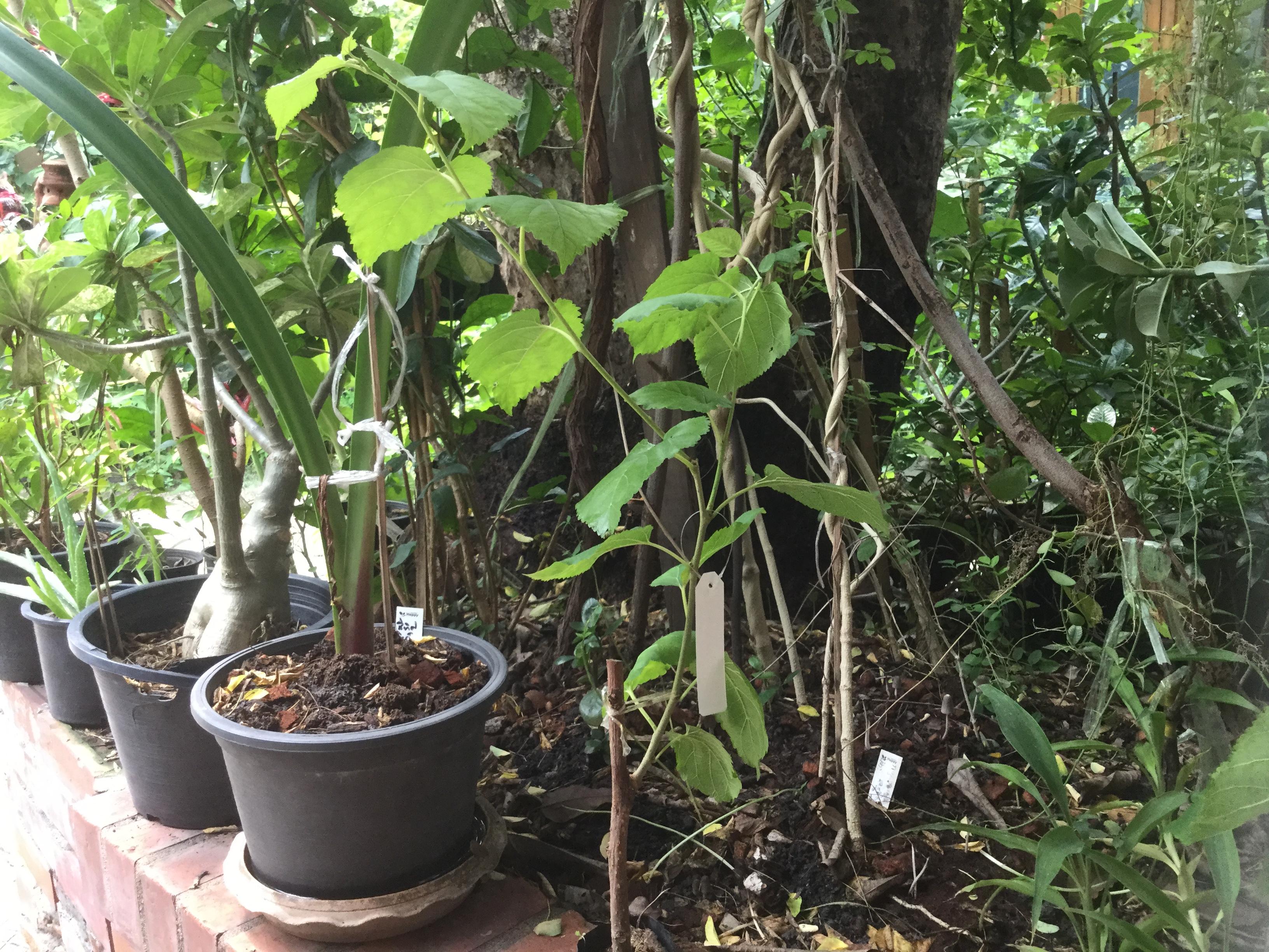 ต้นหม่อน (Mulberry) ชมพูอิตาลี สูง 40-60 ซ.ม. / ต้น