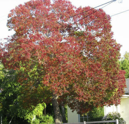 ศรีทอง (Chinese Tallow Trees) / 15 เม็ด (Russia)