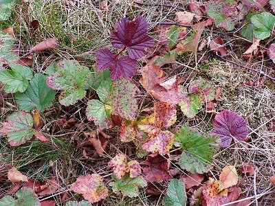 คลาวด์เบอรี่ (Cloudberry) / 20 เม็ด (นอก)