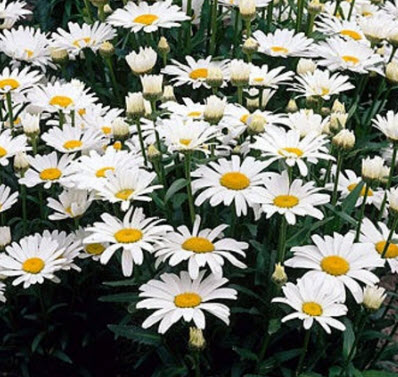 อลาสก้า แชสต้าเดซี่ (Alaska Shasta Daisy) / 200 เม็ด (USA)