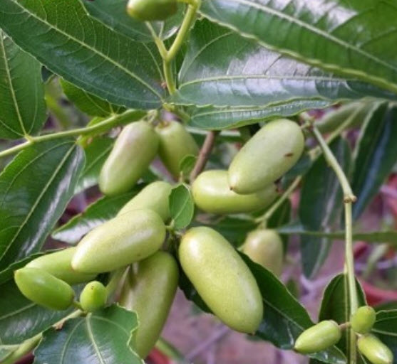 ต้น พุทราแดง (หงจ่าว) พุทราจีนลูกยาว ต้นใหญ่ น่าปลูก สูง 100 ซ.ม.+ ต้นไม้นำเข้า