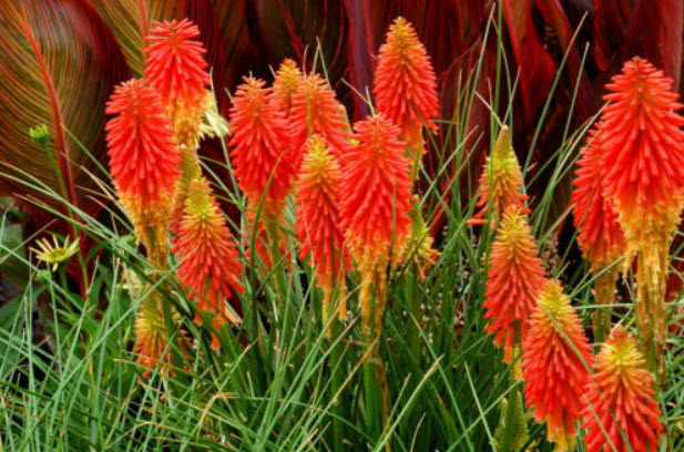 นิโฟเฟียร์ (Kniphofia) หรือ Red Hot Poker / 150 เม็ด (UK)