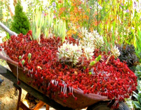ซีดัม (Sedum / spurium coccineum) สีแดง / 250 เม็ด (UK)