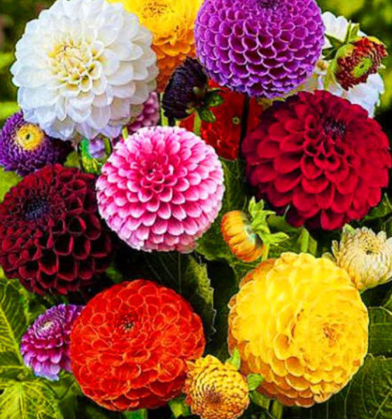 ดาห์เลียปิงปอง (Dahlia Pompons) ซ้อน คละ / 130 เม็ด (UK)