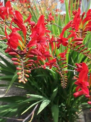 โครคอสเมียร์ (Crocosmia Lucifer / Montbretia) / 25 เม็ด (Spain)