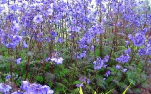 จาค็อบส์ แลดเดอร์ (Jacobs Ladder) สีลาเวนเดอร์ / 300 เม็ด (UK)