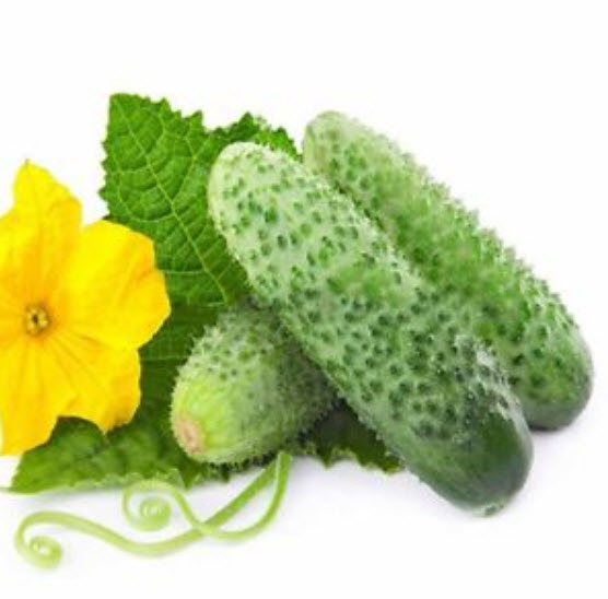 แตงกวาญี่ปุ่นลูกยาว / 50 เม็ด