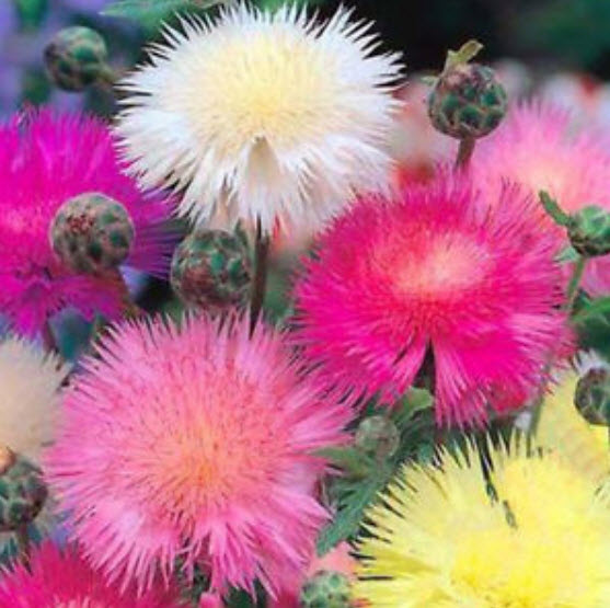 สวีท สุลต่าน (Sweet Sultan) คละ / 50 เม็ด (UK)