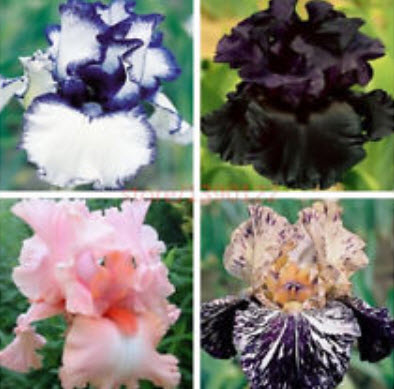 ไอริส (Bearded Iris) คละ / 50 เม็ด