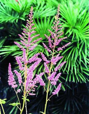 อัสดง (Astilbe) คละ / ซอง 50 เม็ด (A117)