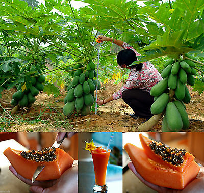 มะละกอต้นเตี้ยพิเศษ / 5 เม็ด (India)
