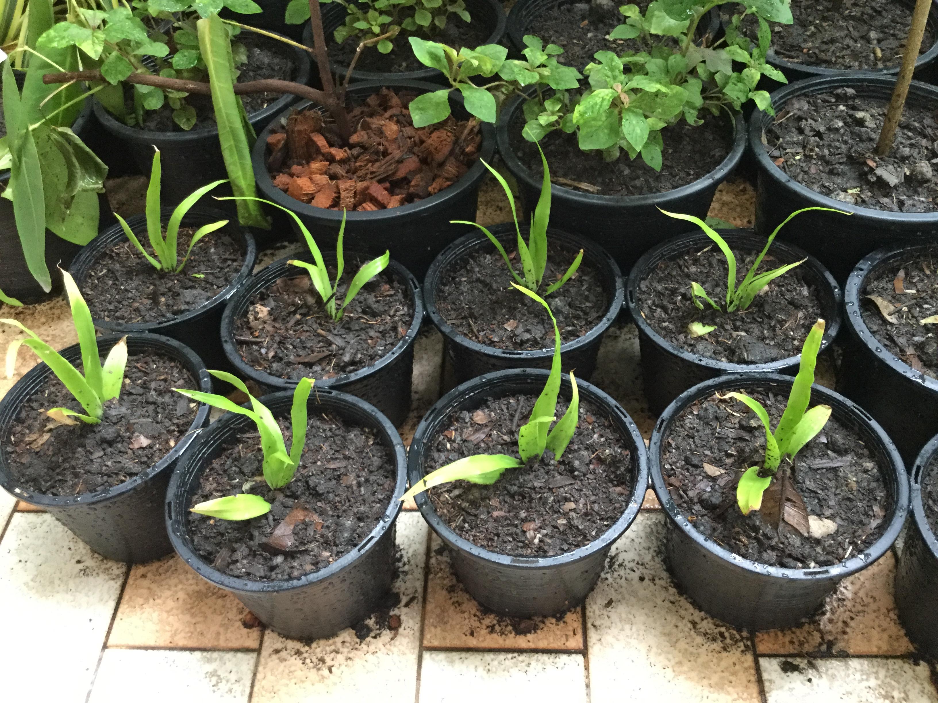 ต้นจันผา กระถาง 6 นิ้ว / ต้น