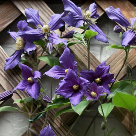 เคล็มแมททิส (Clematis) สีน้ำเงิน / 100 เม็ด