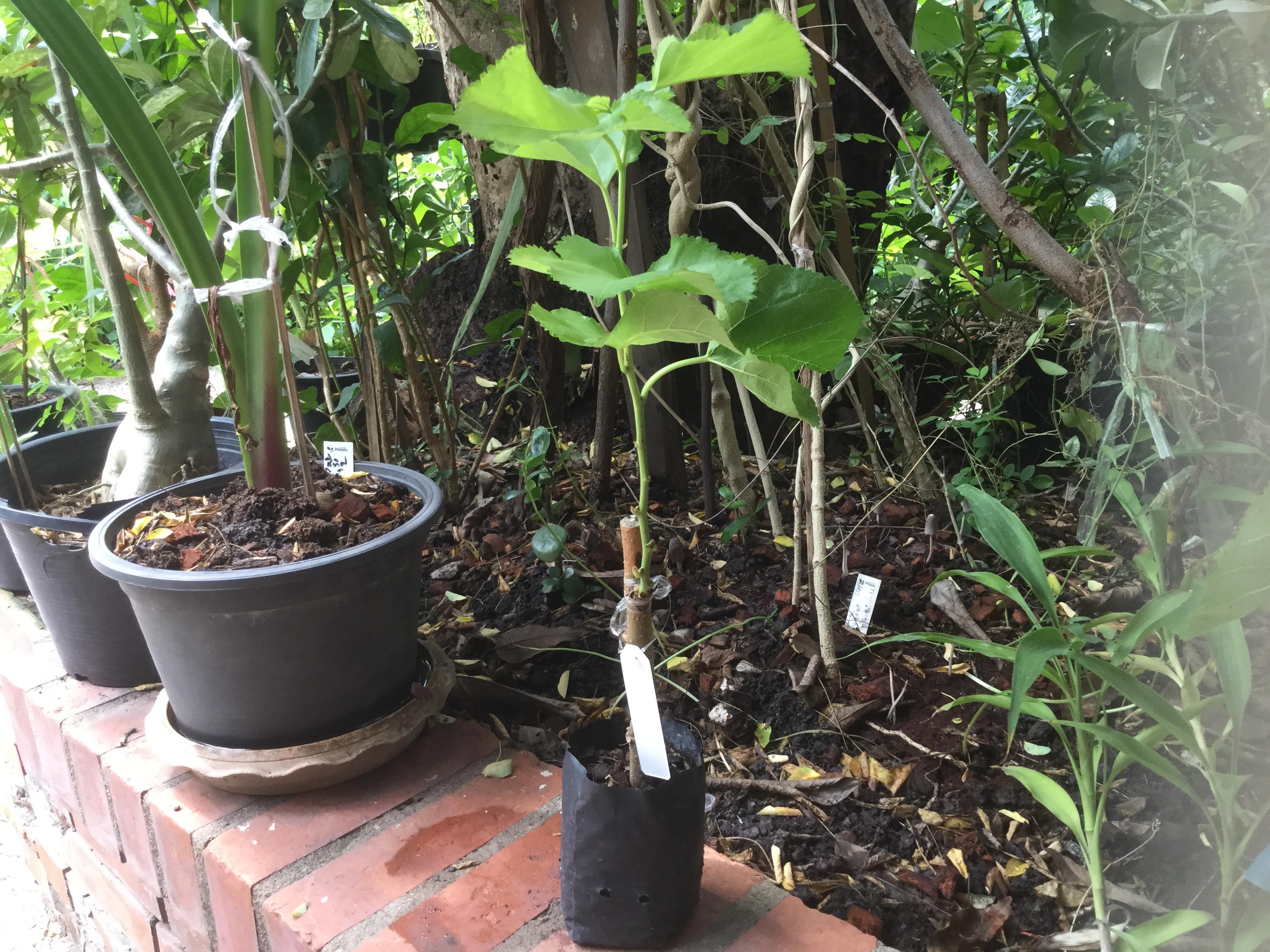 ต้นหม่อน (Mulberry) ขาวเกาหลี สูง 40-60 ซ.ม. / ต้น