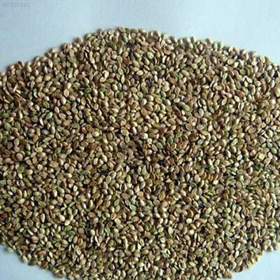 มันเหลือง หรือมันเทศหวานเหลือง (Yellow Sweet Potato) / 50 เม็ด (นอก)