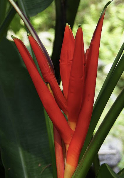 กล้วยรัตกัทลี หรือกล้วยกัทลี (Red Dwarf Banana / Musa Coccinea) / 4 เม็ด (Germany)