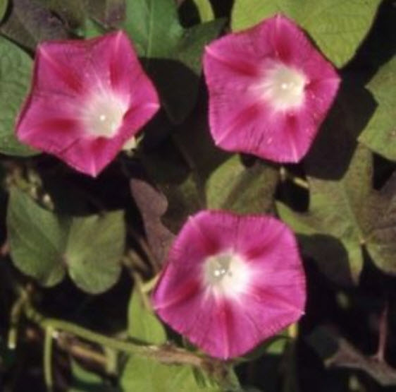 มอนิ่ง กลอรี่ (Morning glory - Crimson Ramber) สีแดงเข้ม / 25 เม็ด (USA)